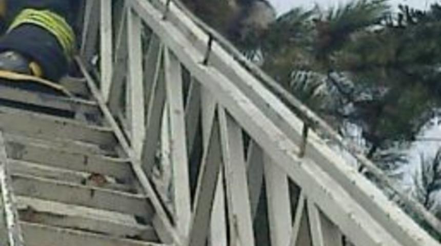 Ağa&ccedil;ta Kalan Kediyi İtfaiye Kurtardı