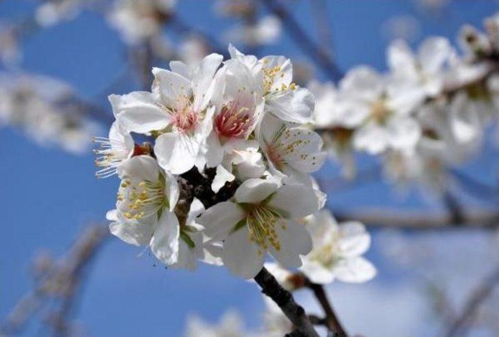 Spring is coming стих. Spring is coming стих. Цветущие сады. Весенний лес. Лесные цветы.