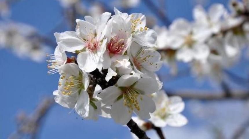 Dat&ccedil;a'da Erken Bahar