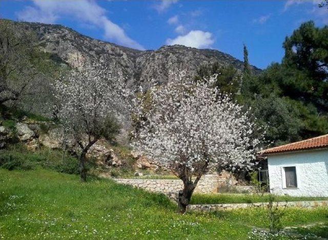 Datça'da Erken Bahar