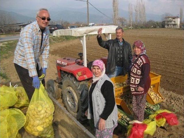 Ödemişli Patates Üreticisi, Ilık Havaları Değerlendiriyor