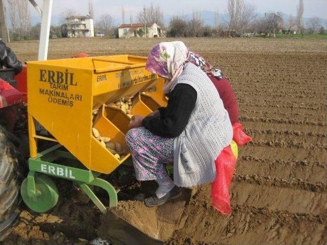 Ödemişli Patates Üreticisi, Ilık Havaları Değerlendiriyor