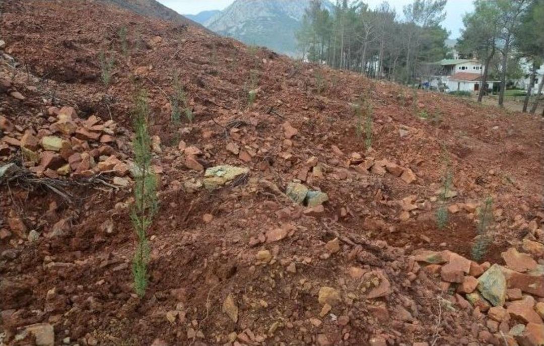 Adrasan&rsquo;da 30 Bin Fidan Toprakla Buluşturuldu