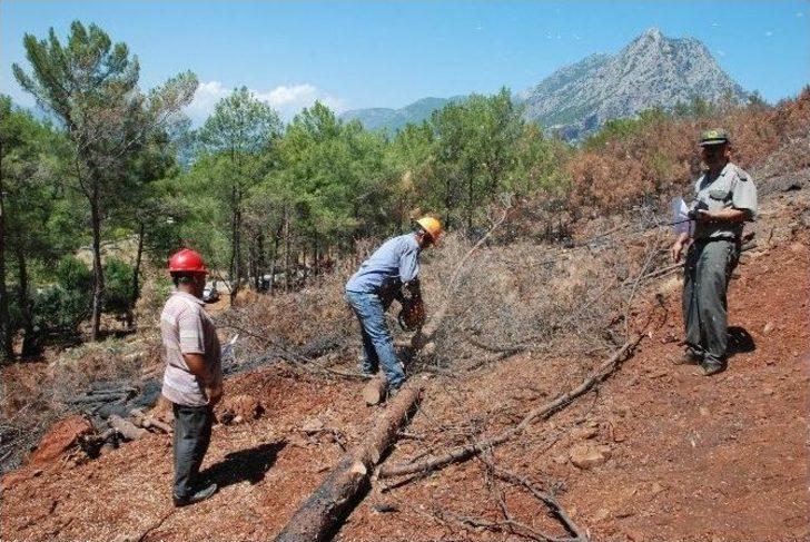 Adrasan’da 30 Bin Fidan Toprakla Buluşturuldu G4