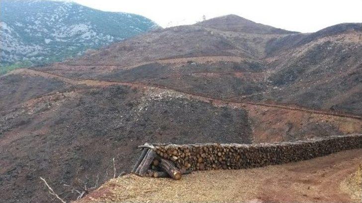 Adrasan’da 30 Bin Fidan Toprakla Buluşturuldu G5