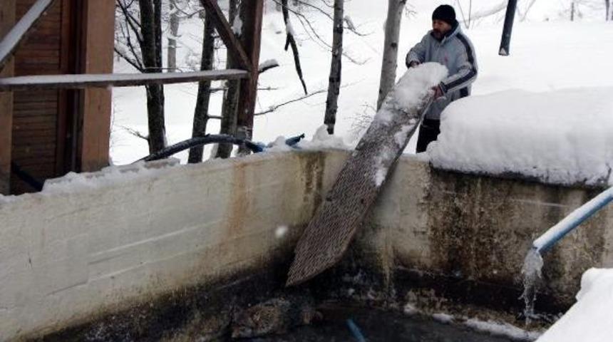 A&ccedil; Kurt, Alabalık Havuzuna Girince Mahsur Kaldı