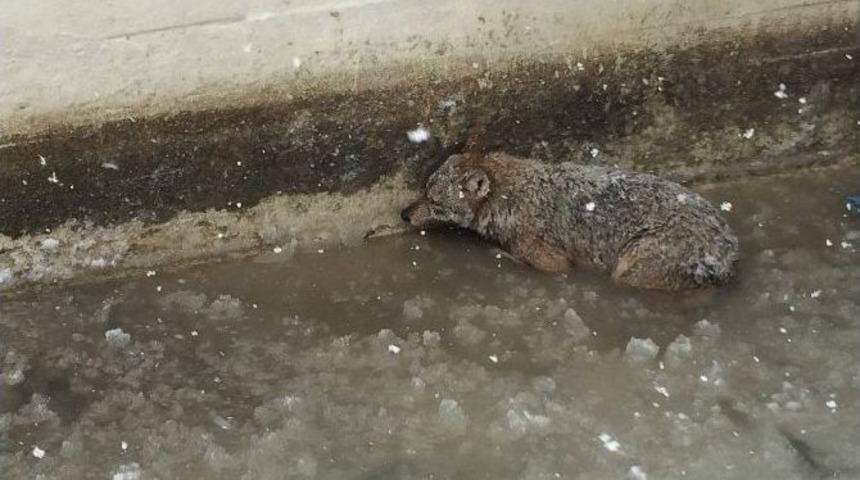 Kurt, Ava Giderken Avlandı