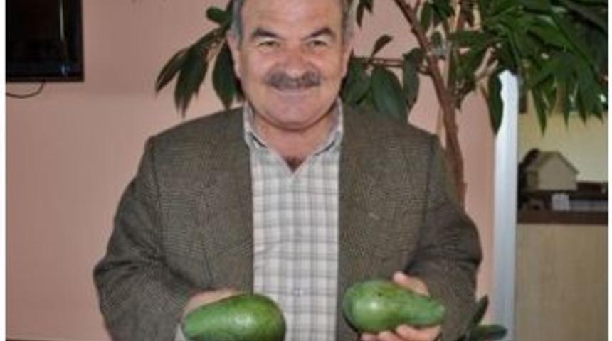 Alanya Avokadosu Azerbaycan&rsquo;da