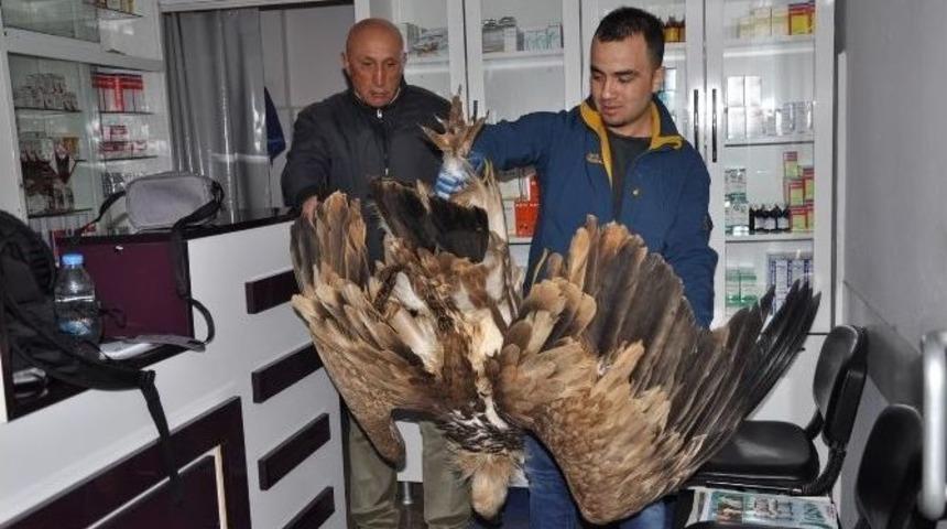 Zehirlenen Akbaba Tedavi Edildi