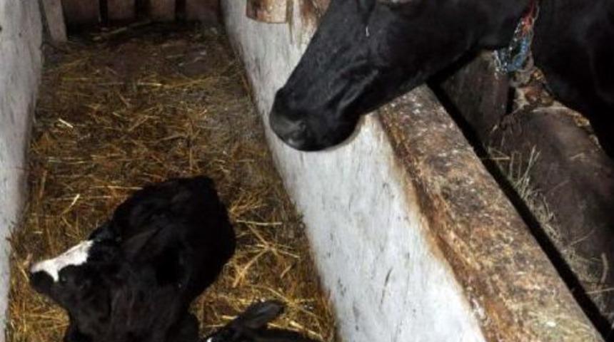 İkiz Buzağı Sevinci