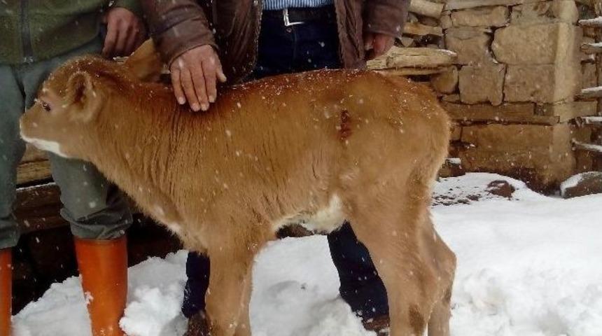 Yeni Doğan Buzağı &Ccedil;ift&ccedil;iyi Şaşkına &Ccedil;evirdi