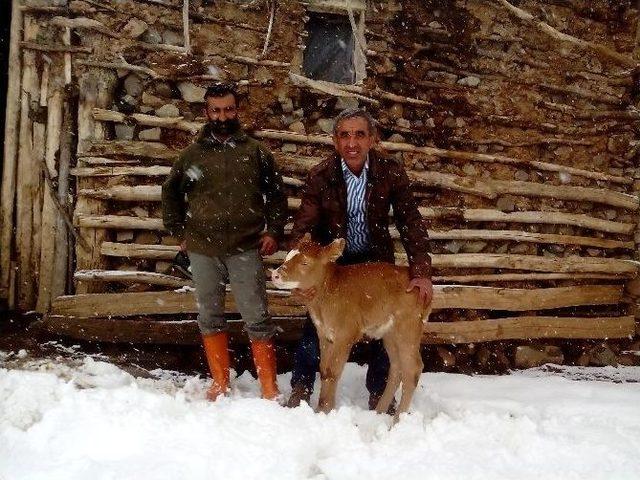 Yeni Doğan Buzağı Çiftçiyi Şaşkına Çevirdi