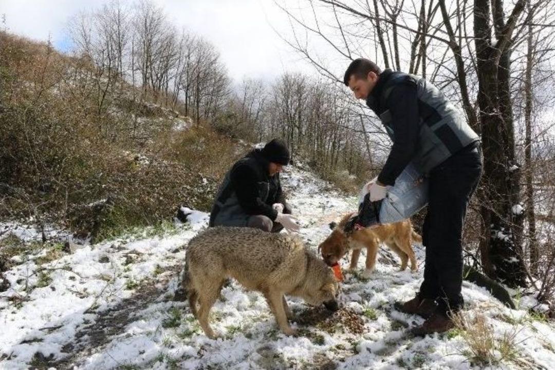 Ey&uuml;p&rsquo;te Sokak Hayvanları Unutulmadı