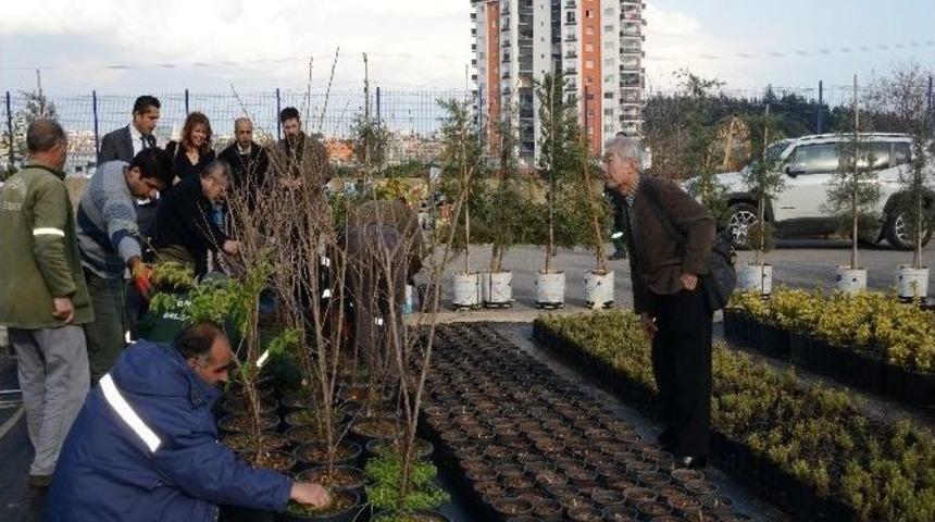 Muhteşem Sakuralar Yenişehir’i Süsleyecek