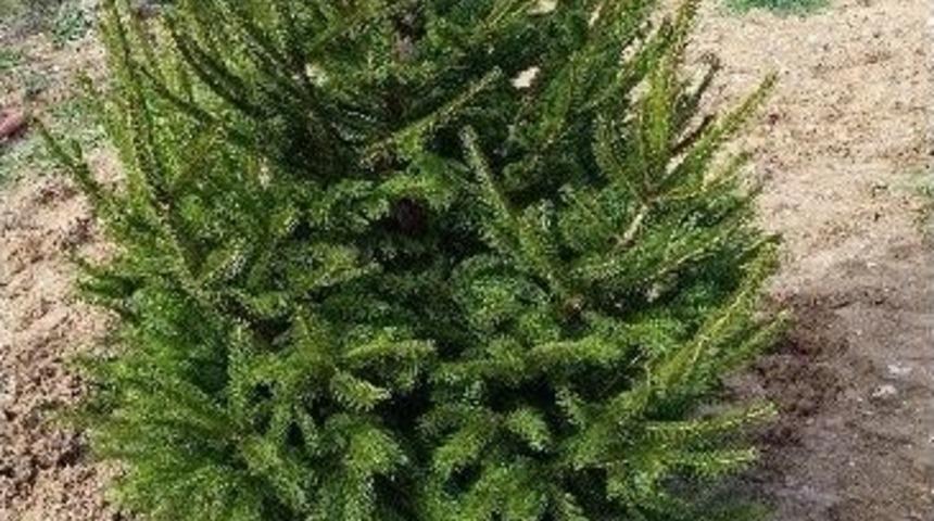 &Ouml;zgecan Aslan Bursa&rsquo;da Fidanla Yaşayacak