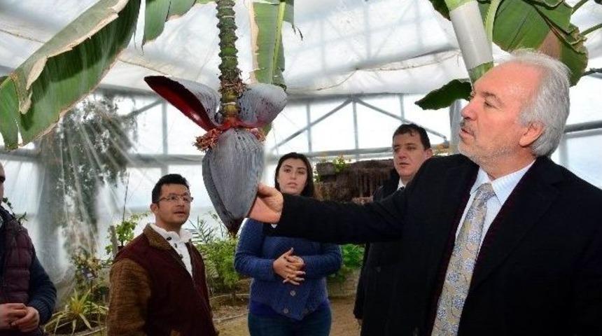 Başkan Sara&ccedil;oğlu, Hekim Sinan Tıbbi Bitkiler Araştırma Merkezi&rsquo;ni Ziyaret Etti