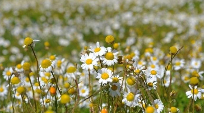 Bodrum Beyaza B&uuml;r&uuml;nd&uuml;