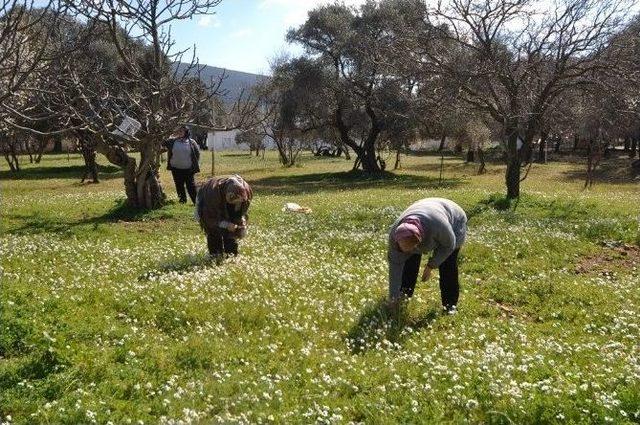 Bodrum Beyaza Büründü