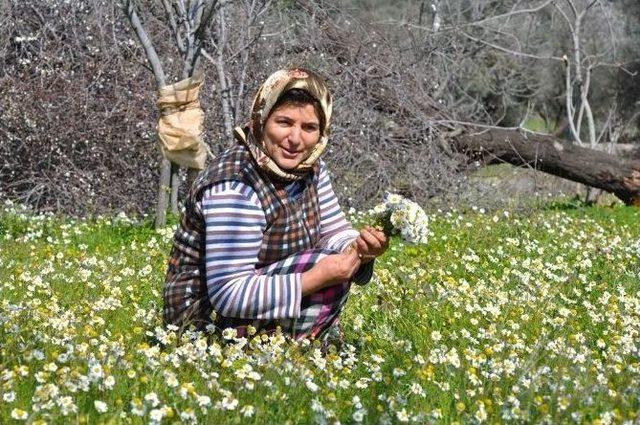 Bodrum Beyaza Büründü