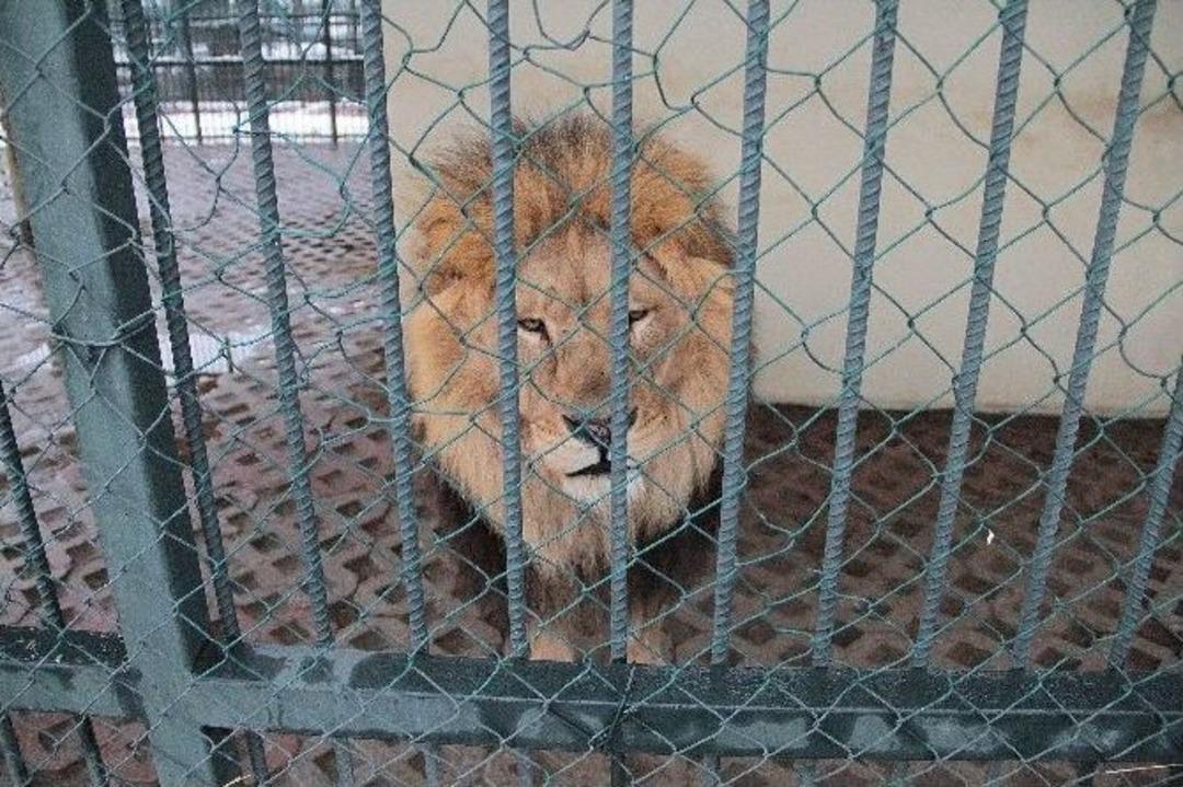 Hayvanat Bah&ccedil;esi Sakinleri İ&ccedil;in Elektrikli Isıtıcı