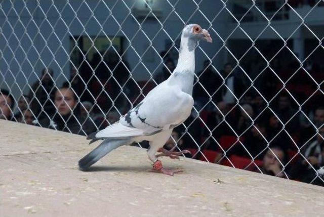 Osmaniye'de Türkiye'nin En Güzel Güvercinleri Seçildi