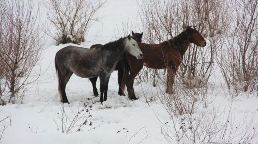 Başıboş Atların Kar Altında Yaşam Mücadelesi