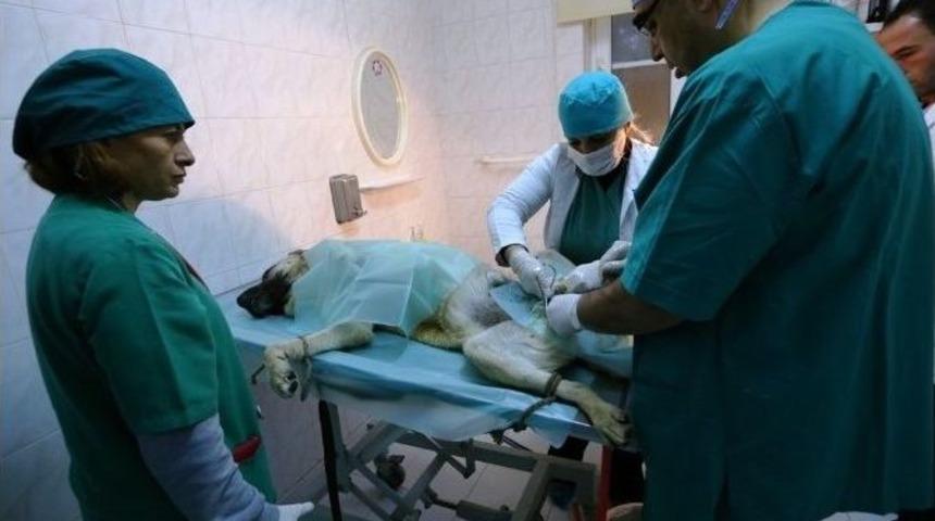 Büyükşehir Sokak Köpeklerini Unutmadı