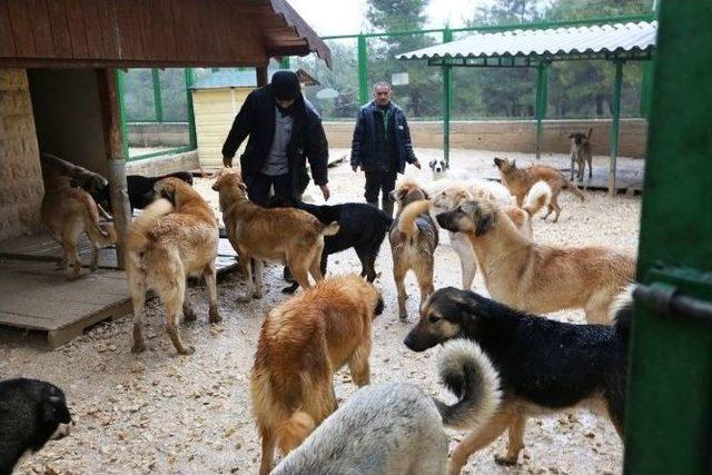 Büyükşehir Sokak Köpeklerini Unutmadı