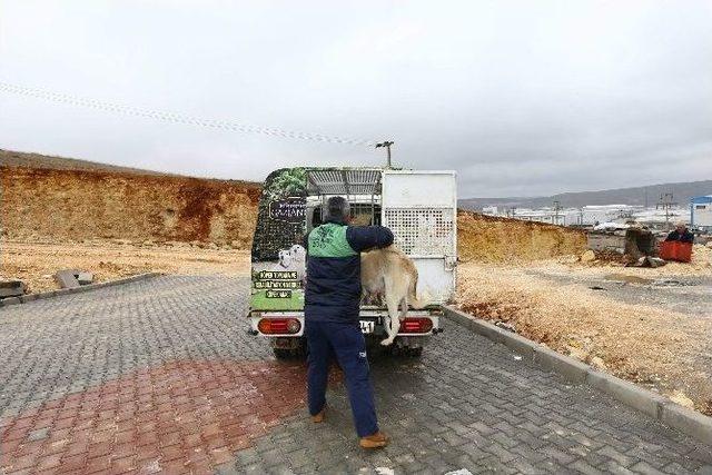 Büyükşehir Sokak Köpeklerini Unutmadı