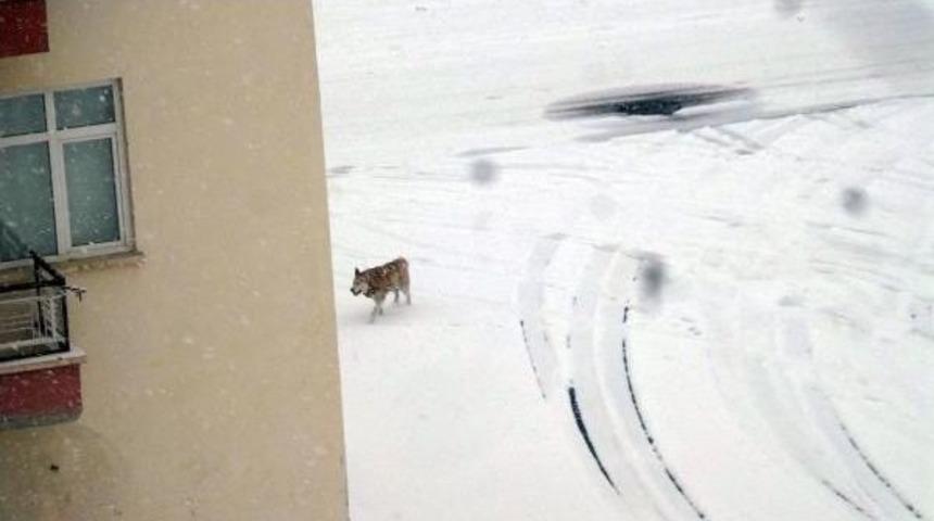 A&ccedil; Kurtlar Şehre Indi