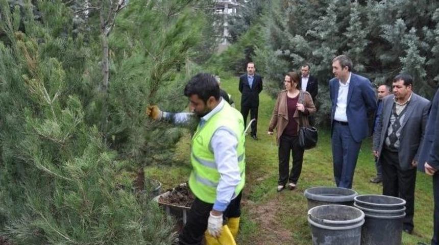 Eşbaşkanlar Fidanlıkta İncelemede Bulundu