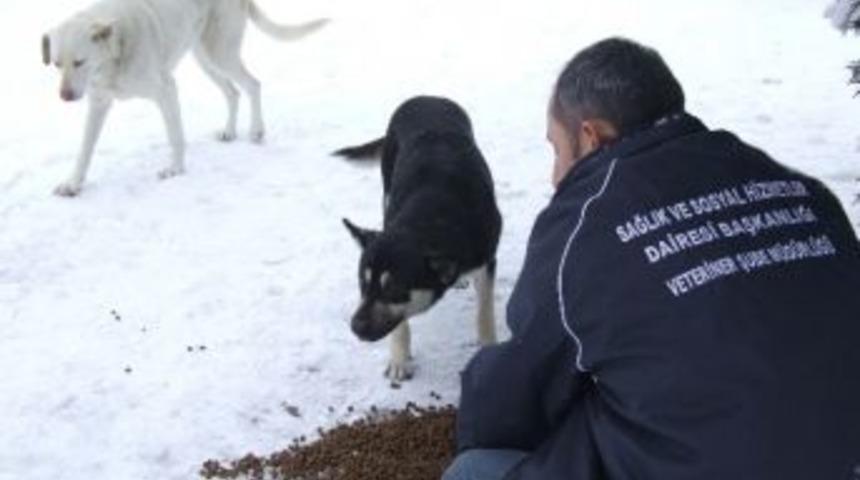 Sokak Hayvanlarına B&uuml;y&uuml;kşehir Şefkati