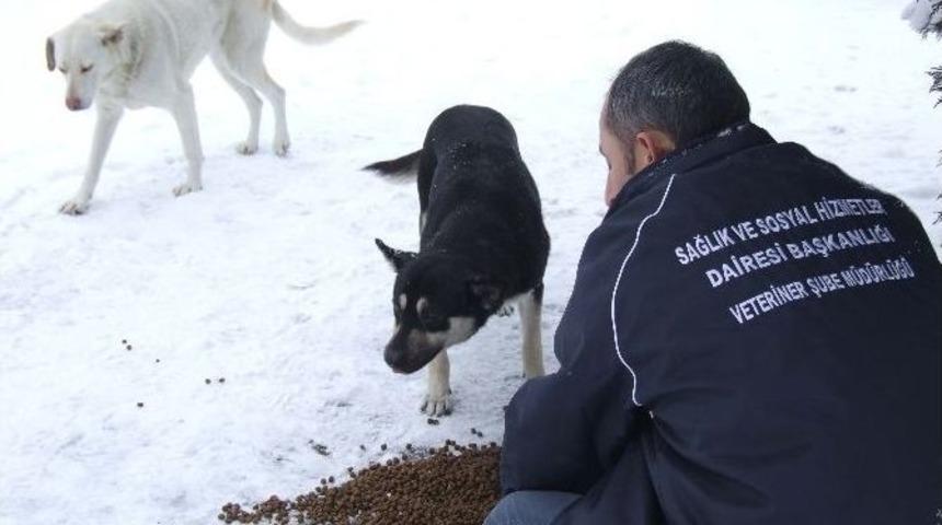 Sokak Hayvanları A&ccedil; Kalmıyor