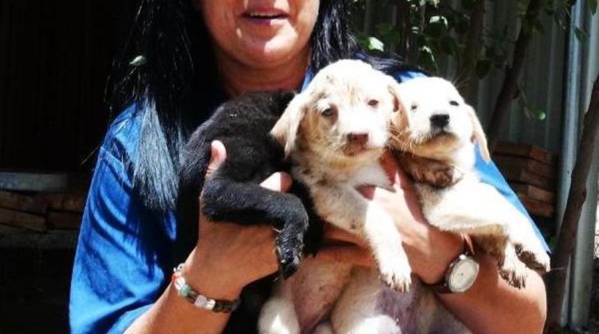 Hayvansever Dağdelen'den Nihat Doğan'a Su&ccedil; Duyurusu