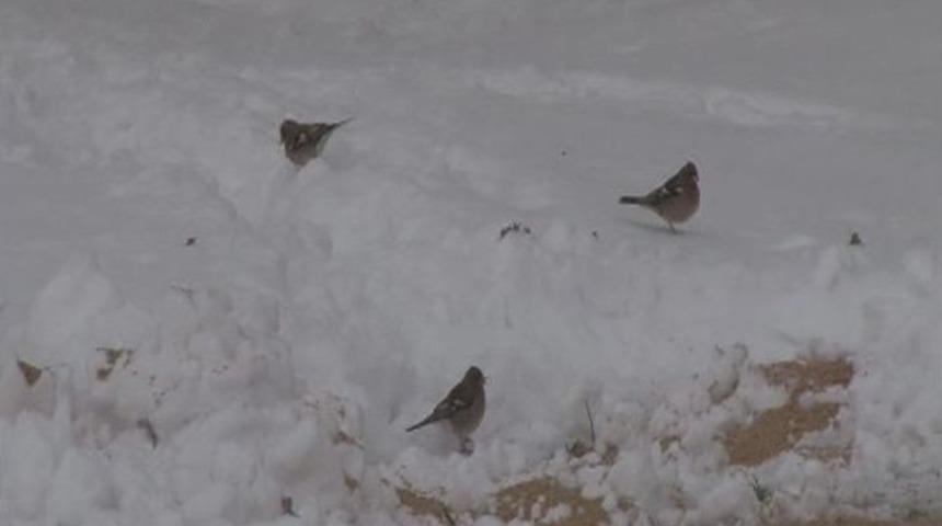 Karda A&ccedil; Kalan Hayvanlara 2 Ton Yem Bırakıldı
