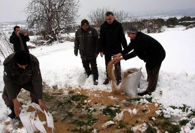 Karda Aç Kalan Hayvanlara 2 Ton Yem Bırakıldı