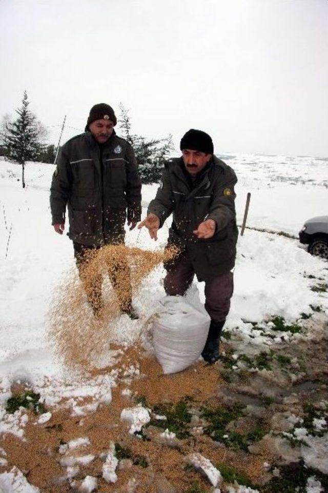 Karda Aç Kalan Hayvanlara 2 Ton Yem Bırakıldı