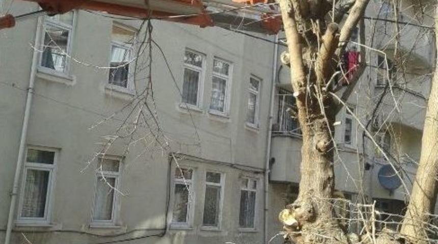 İzmit&rsquo;te Ağa&ccedil;lar Budanıyor