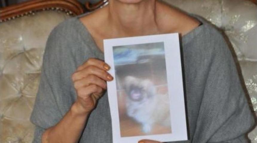 &Ccedil;alınan 'lusi'yi Fotoğrafıyla Arıyorlar