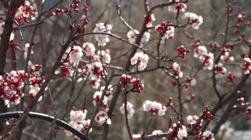 (&ouml;zel Haber) Kayısı &Ccedil;i&ccedil;ek A&ccedil;tı, &Uuml;retici Telaşlandı