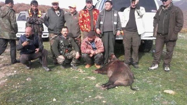 Kırıkkale'de Yaban Domuzu Sürek Avı