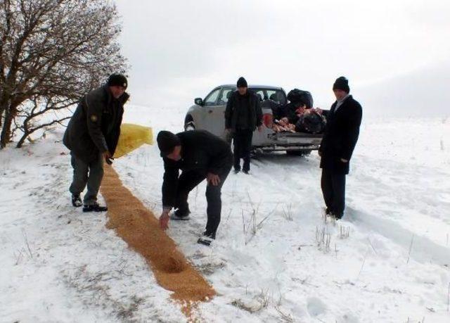 Yaban Hayvanlar Için Doğaya Yem Bırakıldı