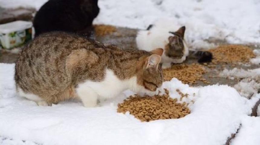 Kadık&ouml;y'de Sokak Hayvanları Unutulmadı