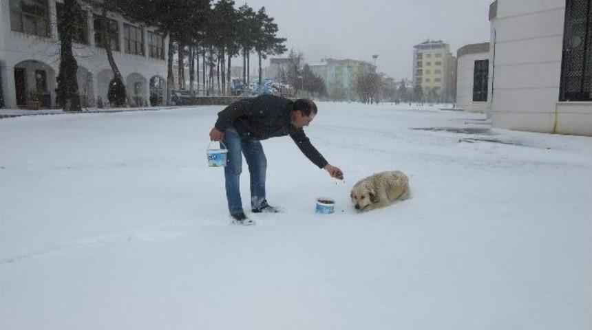 Uşak Belediyesi Sokak Hayvanlarını Unutmadı