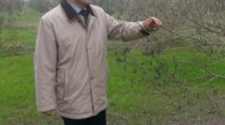 Burhaniye&rsquo;de Don Zararı G&ouml;ren Zeytinlikler Kontrol Ediliyor