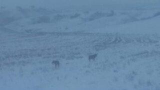 Aç Kurtlar İlçe Merkezine Kadar İndi