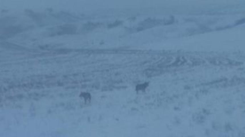 Aç Kurtlar İlçe Merkezine Kadar İndi