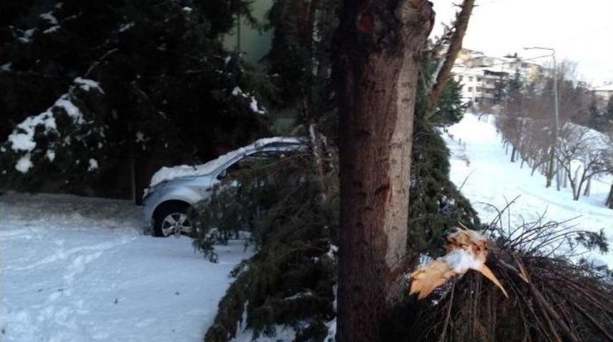 (&ouml;zel Haber) L&uuml;ks Cip Karın Devirdiği &Ccedil;amın Altında Kaldı