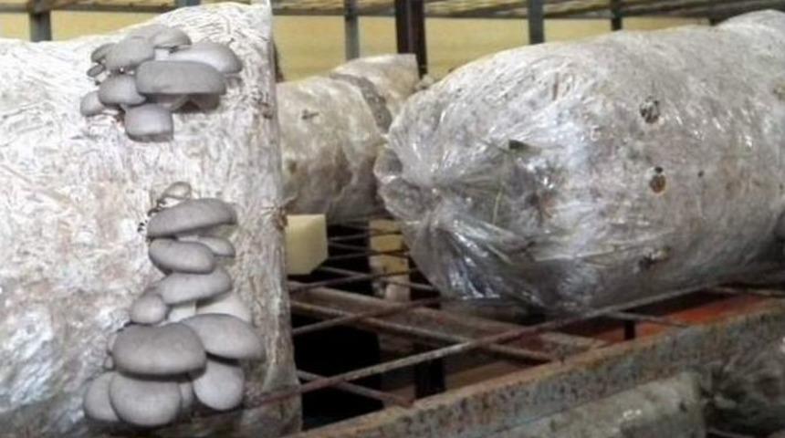 Didim&rsquo;de İstiridye Mantarı &Uuml;retimine Başlandı