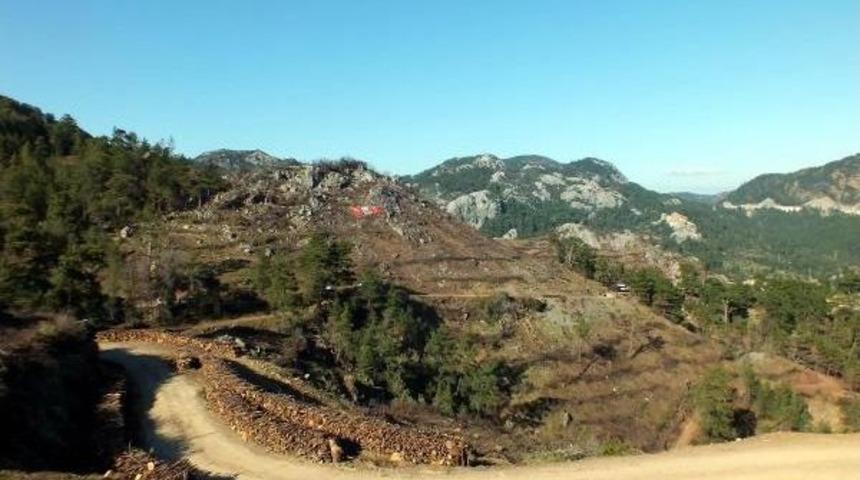 3 Milyon Kızıl&ccedil;am Tohumuyla Marmaris'e Hayat Kattılar